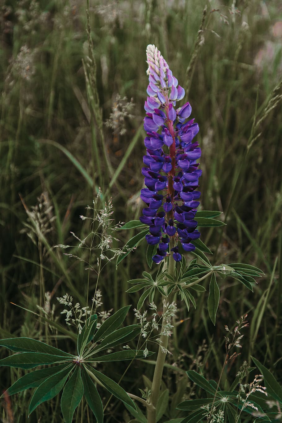blue petaled flower, plant, flowering plant, purple, growth, beauty in nature HD wallpaper