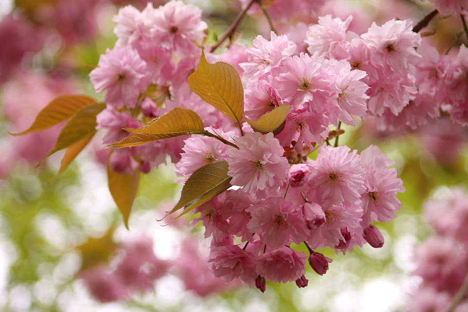 netherlands, nature, flower, tree, flowering plant, freshness HD wallpaper