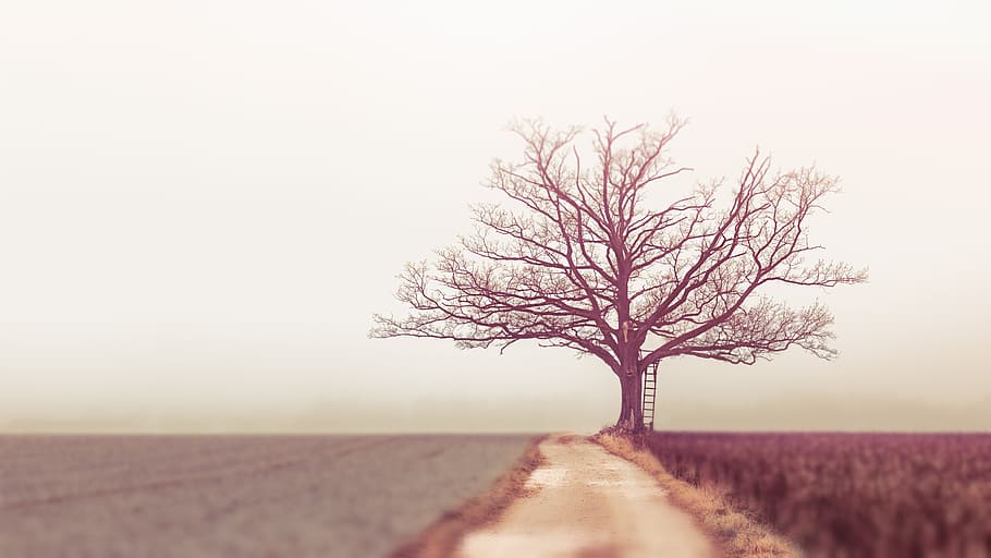 Landscape Photography of Withered Tree, branches, dawn, evening HD wallpaper