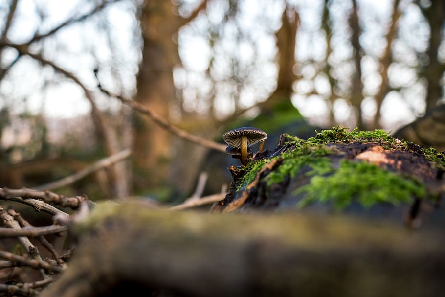 mushroom, forest, closeup, macro, green, tree, wet, rain, plant HD wallpaper