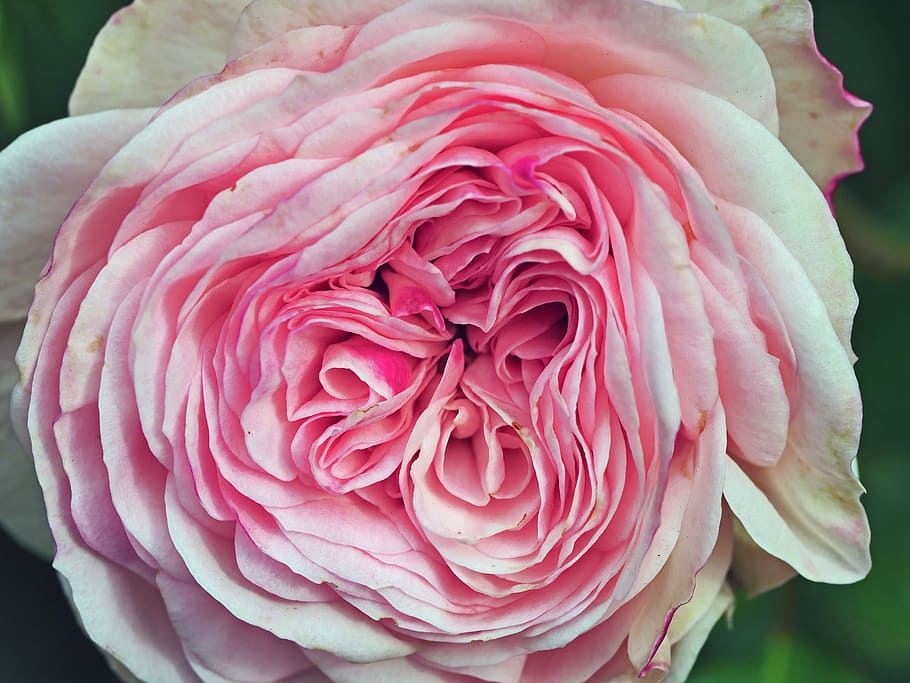 pink rose, blossom, bloom, filled, lush, breeding, flower, plant, HD wallpaper