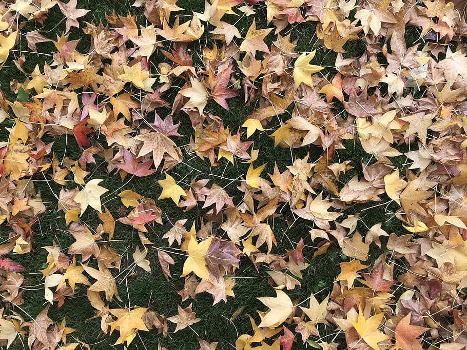 leaves, grass, fall, ground, close-up, autumn, full frame, leaf HD wallpaper