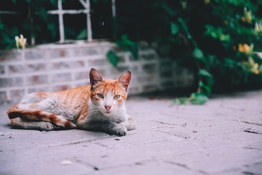 orange tabby cat lying on floor, feline, mammal, domestic cat HD wallpaper