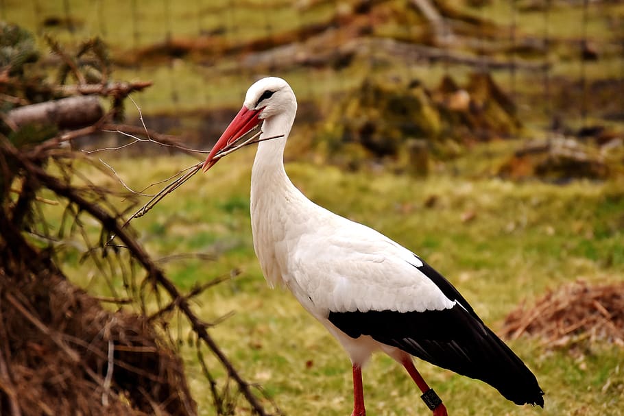 stork, nest building, pair, birds, wildpark poing, animal themes HD wallpaper