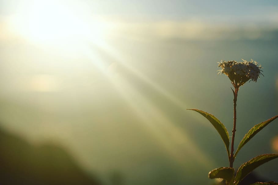 dawn, light, sun, landscape, sky, nature, color, solar, plant HD wallpaper