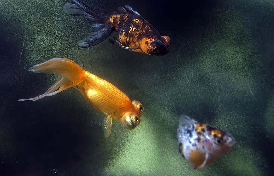 fish, image, nature, undersea, underwater, animal themes, swimming HD wallpaper