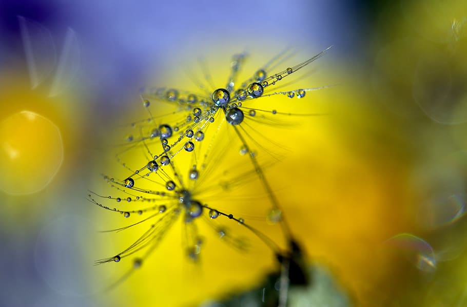 Selective Focus of Dandelion Flowers, bloom, blooming, blossom HD wallpaper