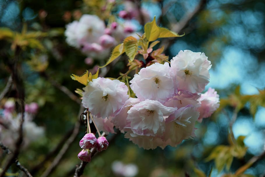 blossoms, tree, branch, flower, spring, flowering plant, fragility HD wallpaper
