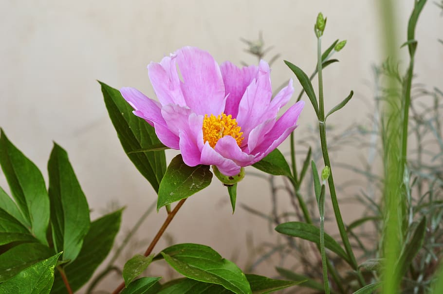 flower, nature, spring, bloom, flowers, plant, floral, summer HD wallpaper