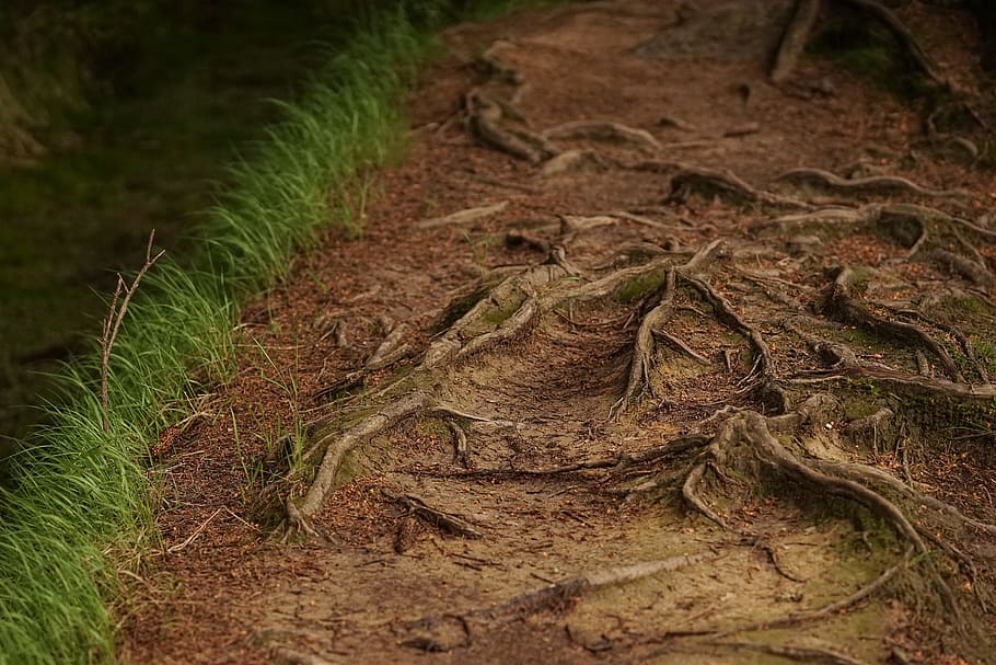 brown soil, root, grass, earth, outdoors, nature, green, field HD wallpaper