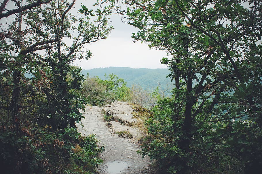 germany, cochem, stone, forest, brown, green, cliff, plant HD wallpaper