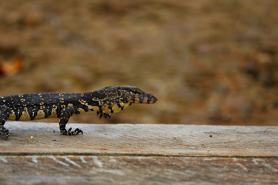 water, baby, lizard, one animal, animal themes, animal wildlife HD wallpaper