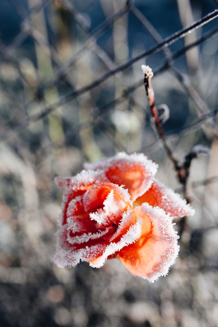 Frozen flower, closeup, flora, nature, frost, winter, ice, snow, HD wallpaper