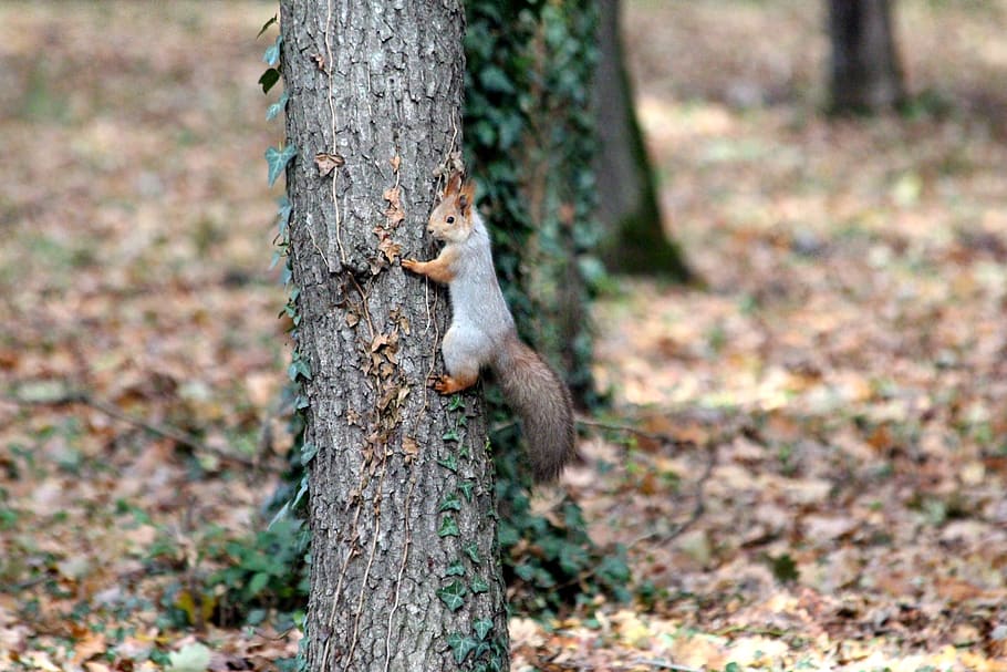 squirrel, trunk, nature, tree, park, outdoors, autumn, animal HD wallpaper