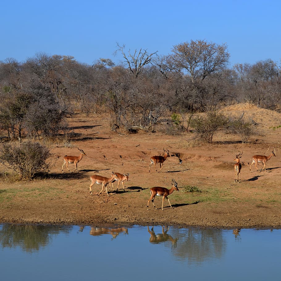 south africa, kapama private game reserve, bushveld, watering hole, HD wallpaper