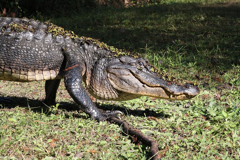 alligator, walking, reptile, predator, wildlife, nature, land HD wallpaper