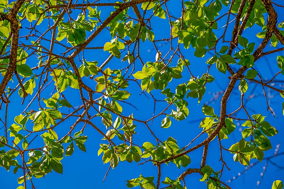 tree, deciduous tree, leaves, bright, green, structure, spring HD wallpaper