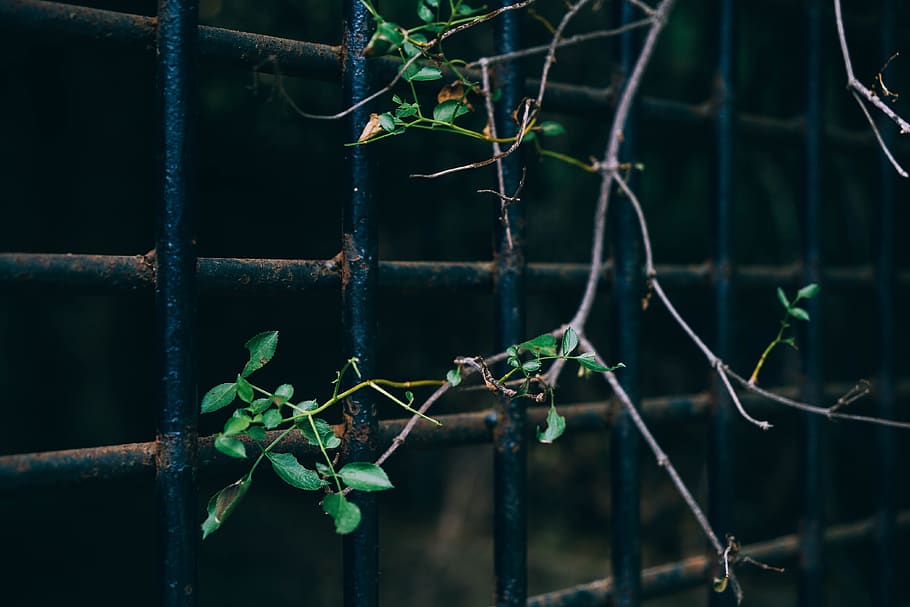 plant, railing, tree, trap, trapped, green, branches, leaves HD wallpaper