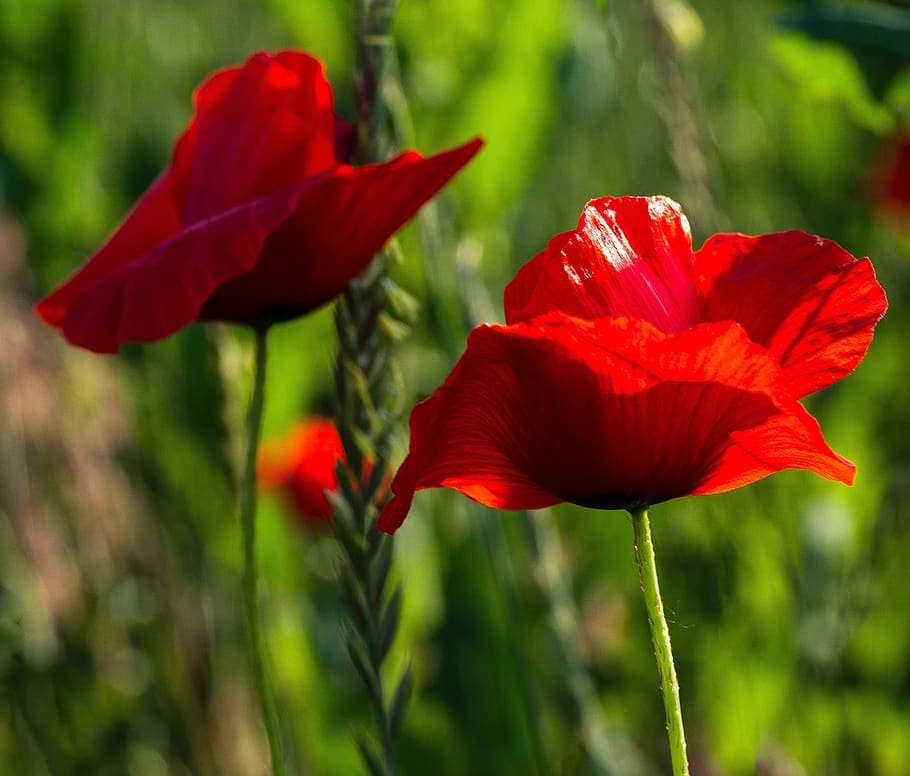 poppy, landscape, meadow, red, flower, field, flowering plant HD wallpaper
