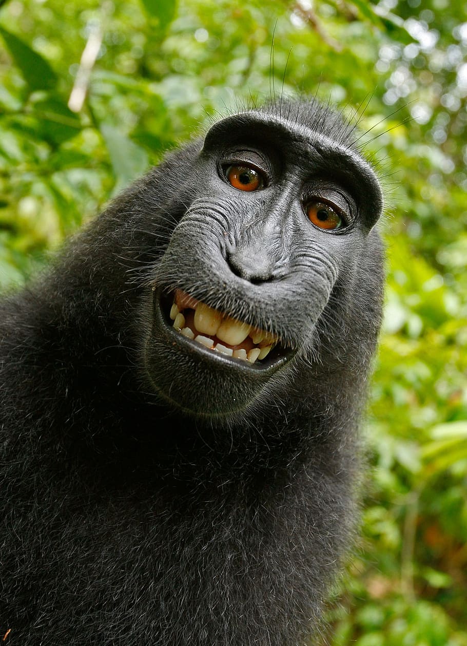 Black Chimpanzee Smiling, animal, celebes crested macaque, funny, HD wallpaper
