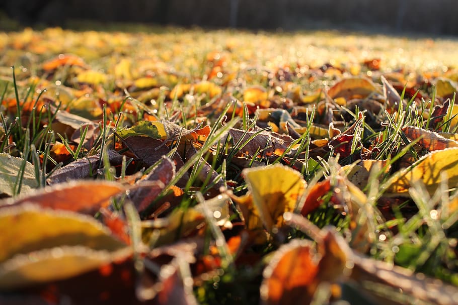 wallpapers, plants, eco, fall, orange, wood, environment, yellow HD wallpaper