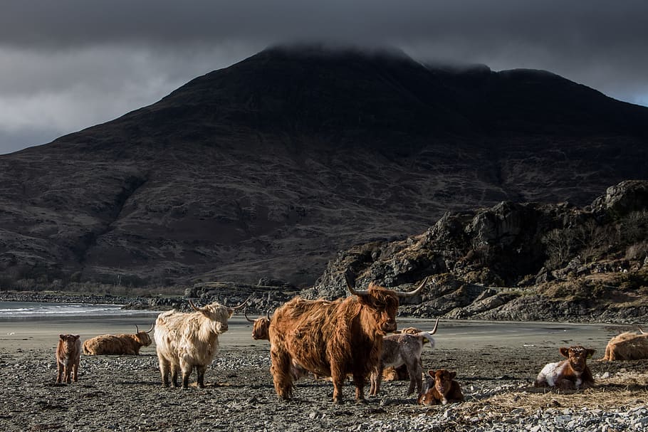 Ram Animals Near Mountains Under Gray Sky, beach, cattle, cloudy HD wallpaper