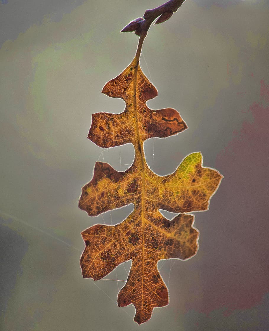 Macro Photography Of Dry Leaf, autumn, fall, close-up, no people HD wallpaper
