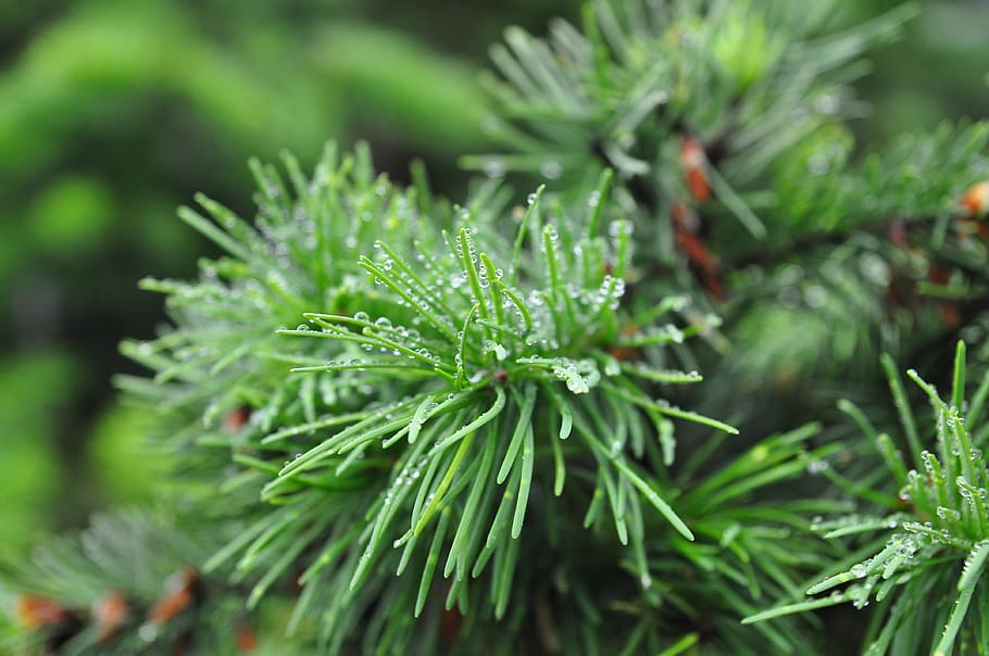 needle, flora, nature, tree, leaf, branch, evergreen, closeup HD wallpaper