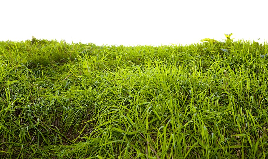 grass, green, plants, field, nature, green color, growth, land HD wallpaper