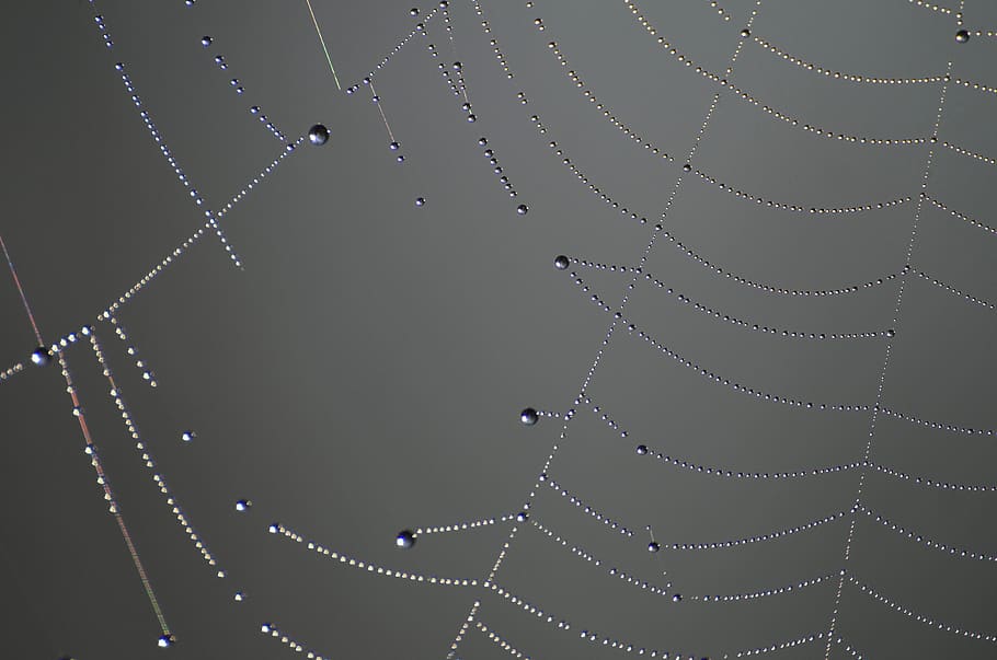 cobweb, morgentau, dewdrop, nature, beaded, close up, spider webs, HD wallpaper