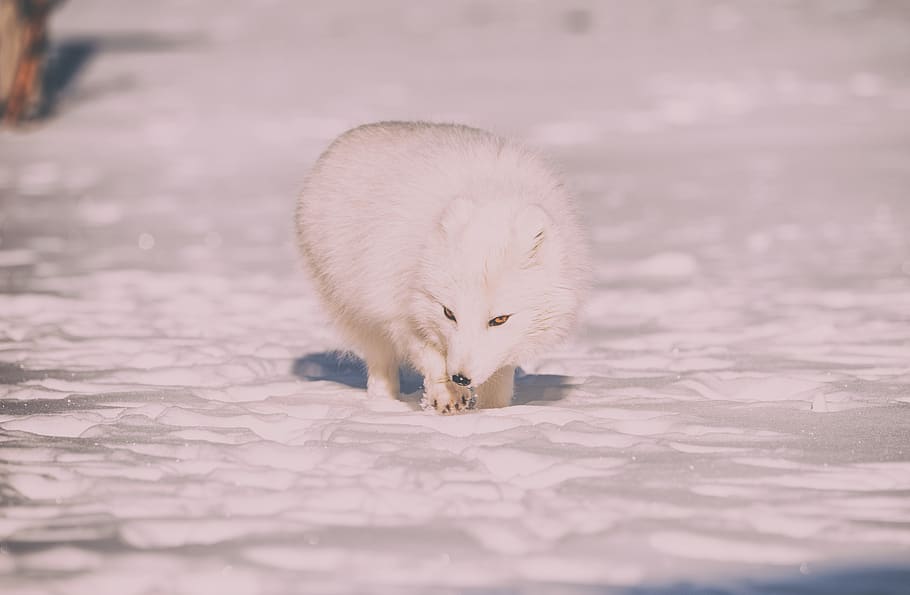 snow, winter, cold, weather, ice, animals, nature, fur, fox HD wallpaper