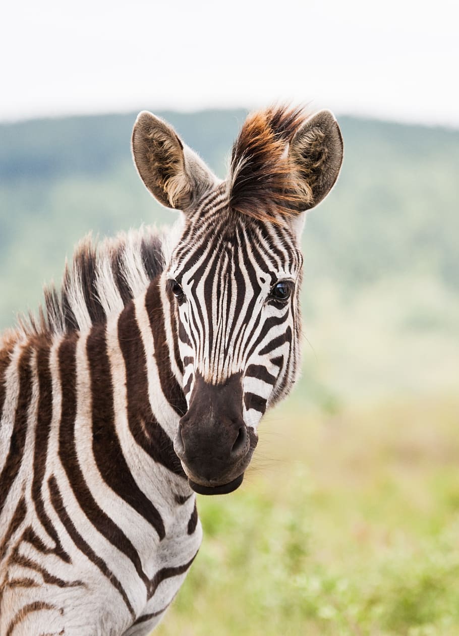 young zebra portrait, zebra foal, eyes, looking, head, face, HD wallpaper