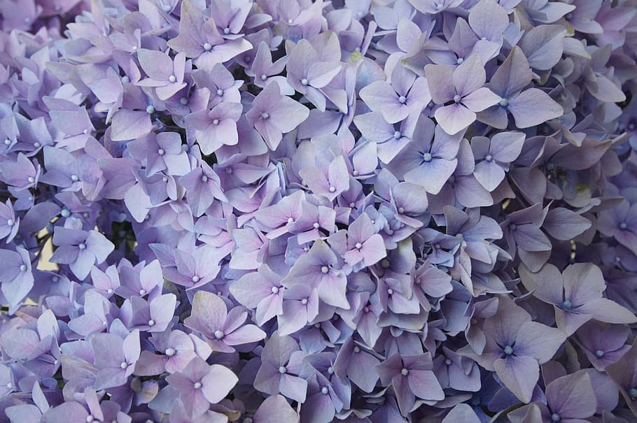 violet, bush, nature, spring, garden, lilac, flower, flowers HD wallpaper