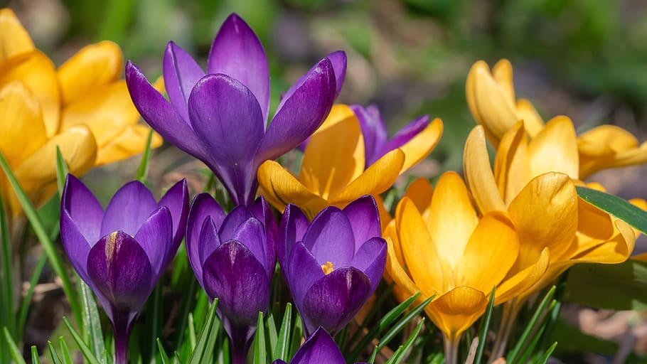 flower, crocus, spring, spring flower, nature, flowering plant HD wallpaper