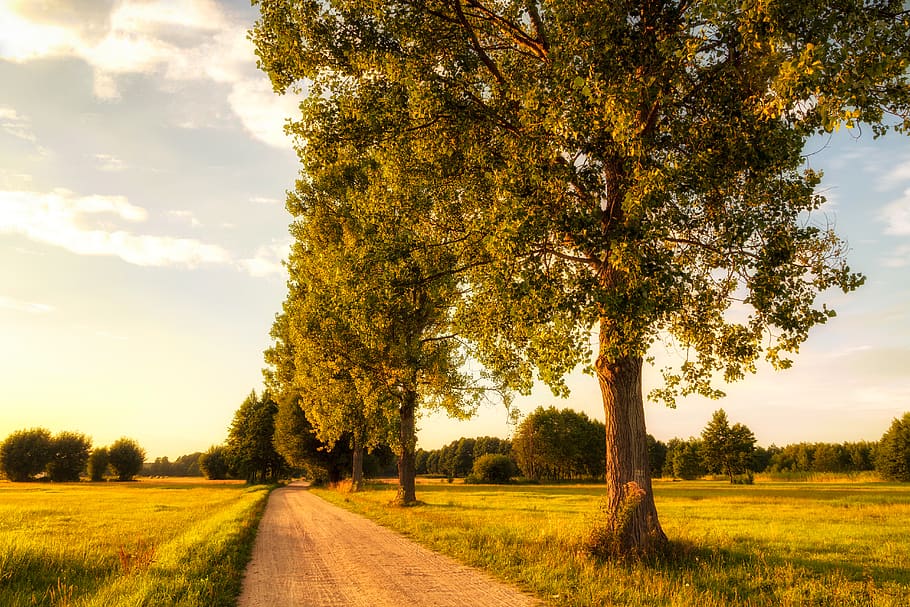 pathway beside trees during daytime, plant, sky, beauty in nature HD wallpaper