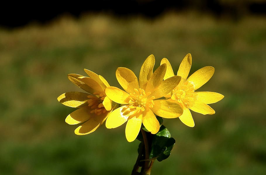 flowers, yellow, spring, plants, flowering plant, freshness HD wallpaper