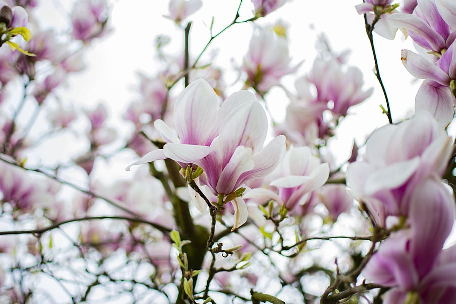 magnolia, tree, spring, bloom, pink, nature, plant, flowers HD wallpaper