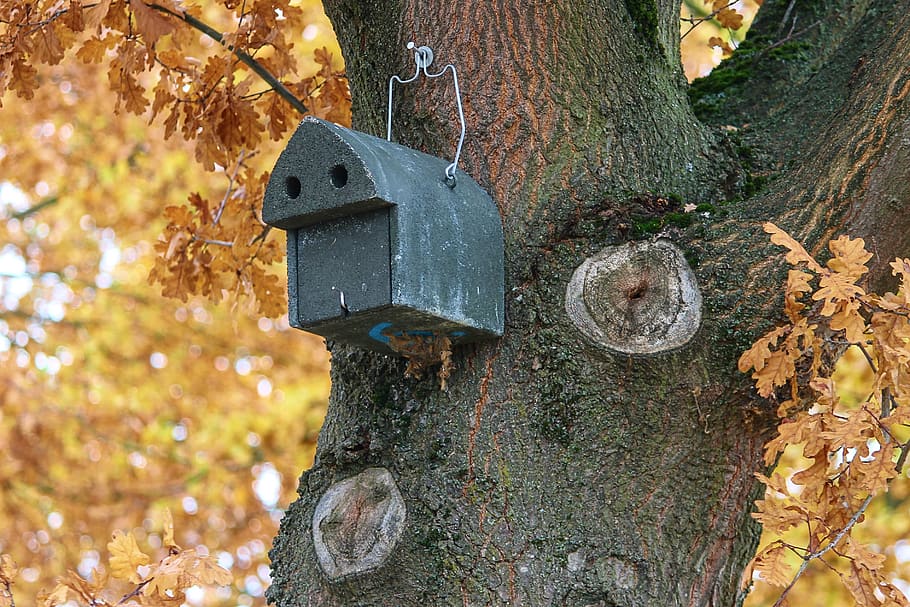 aviary, nesting box, nature conservation, bird feeder, tree, HD wallpaper