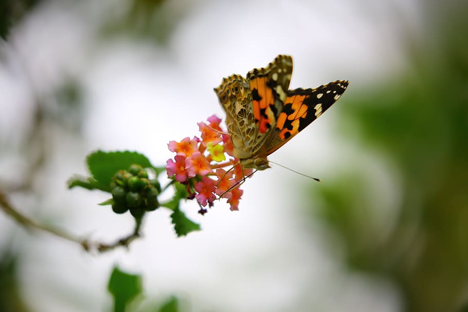 Orange and Black Butterfly Sip Nectar, blurred background, flower HD wallpaper