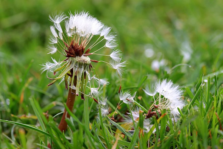 dandelion, macro, fresh, flower, nature, fragrance, garden HD wallpaper