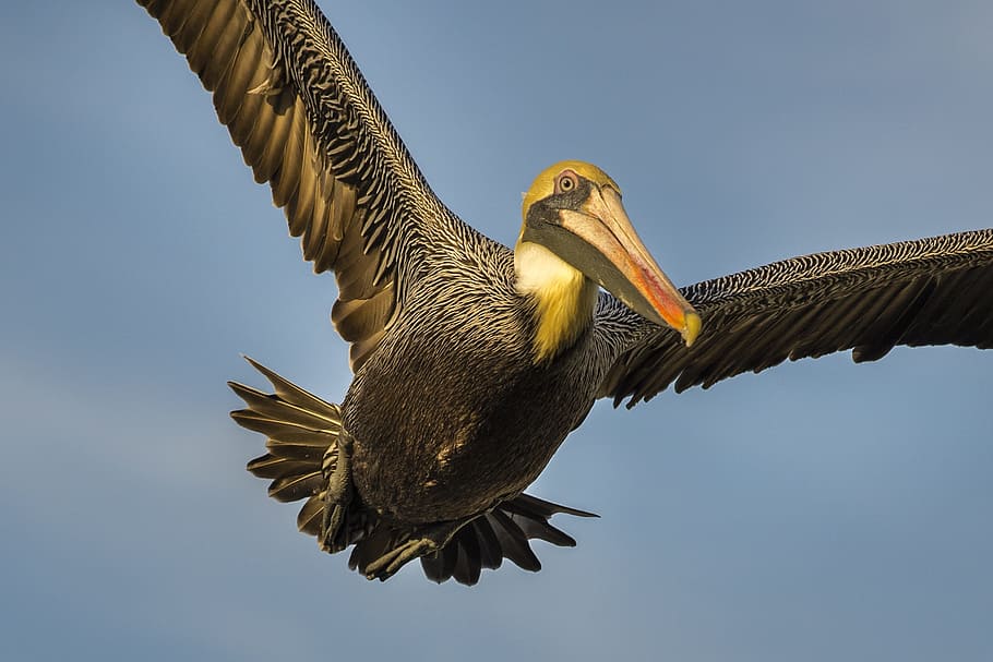 Brown Bird Close-up Photo, beak, fly, nature, pelican, wildlife HD wallpaper