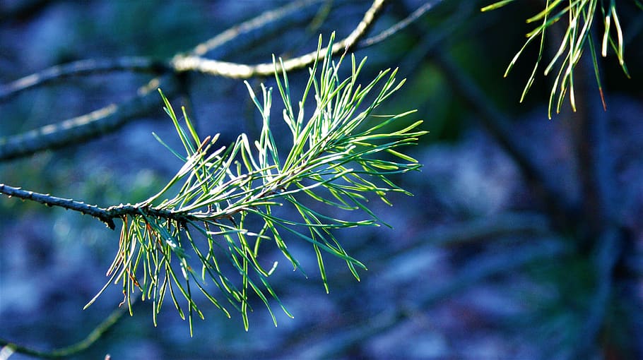den, tree, green, landscape, nature, forest, blue, winter, wood HD wallpaper