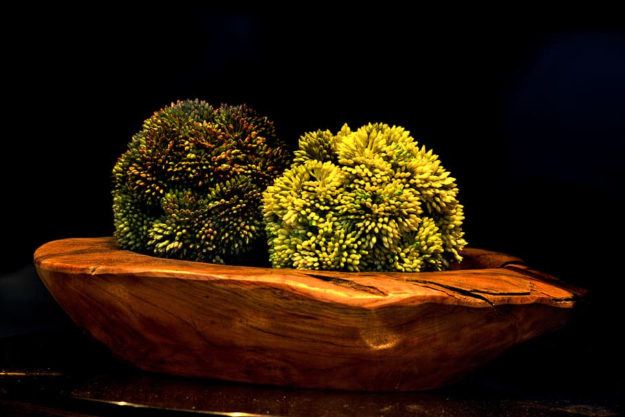 still life, window display, plants, green, wood - material HD wallpaper