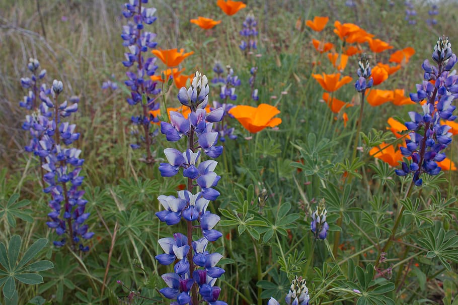flowering plant, beauty in nature, freshness, fragility, growth HD wallpaper