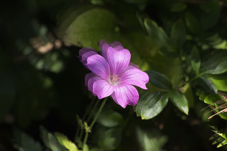 pink, flower, petals, pollen, nature, purple, leaves, green HD wallpaper
