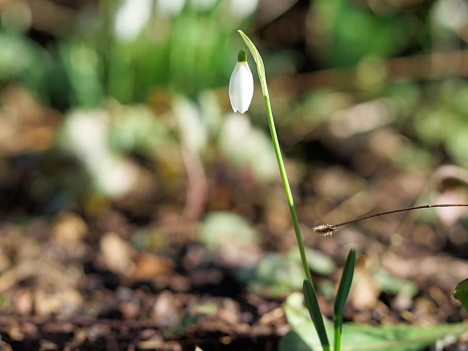 snowdrop, spring, flower, blossom, bloom, nature, plant, leaf HD wallpaper