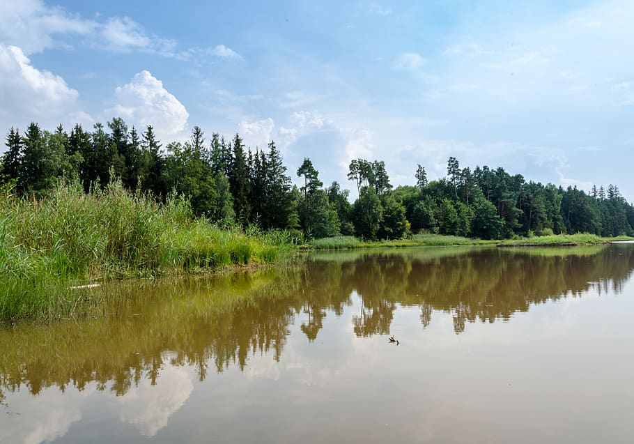 forest, bavaria, trees, germany, nature, out, lake, waters HD wallpaper