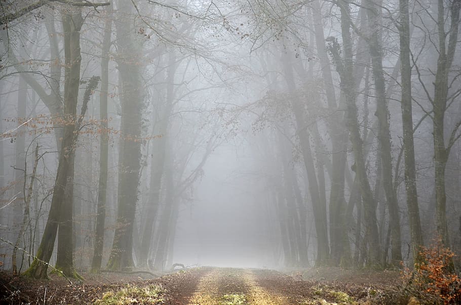path, forest, winter, fog, trees, nature, landscape, wood, trail HD wallpaper