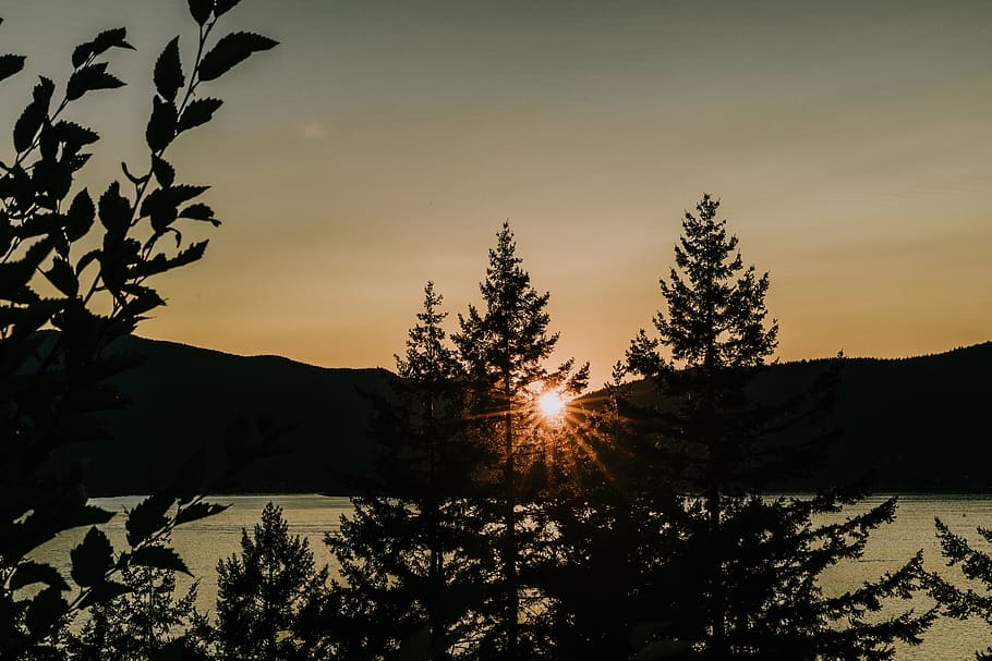 tree near body of water and mountain range under golden hour silhouette HD wallpaper