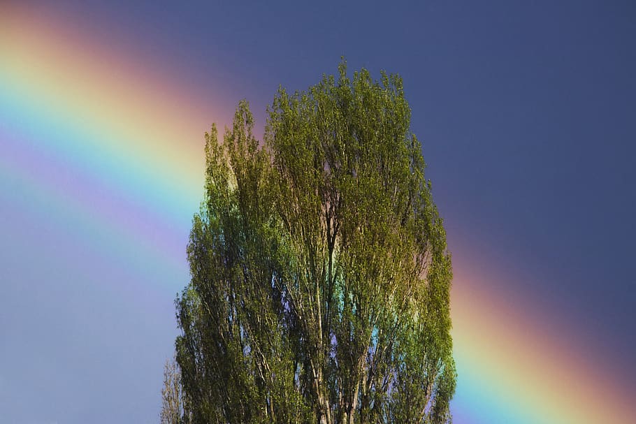 tree, rainbow, sky, after storm, pure, clean, summer, plant, HD wallpaper